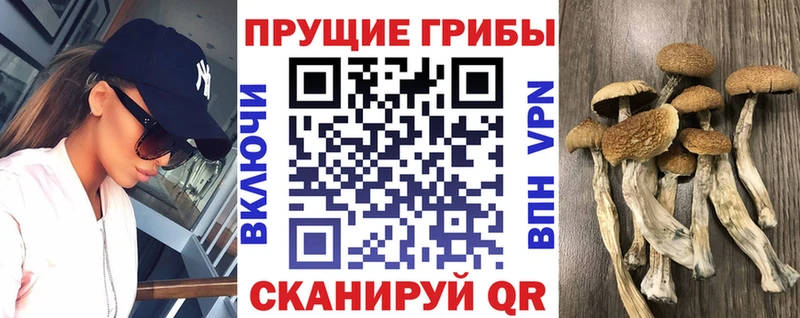 blacksprut tor Сясьстрой Галлюциногенные грибы мицелий